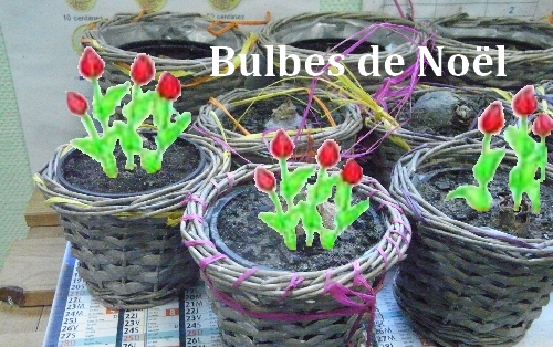bulbes dans paniers2